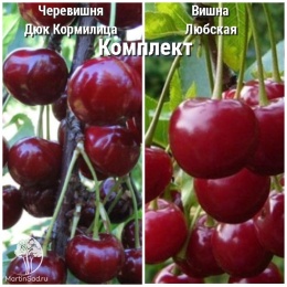 Сверхвыгодны комплект! Черевишня Дюк Кормилица + опылитель вишня Любская
