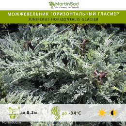 Можжевельник горизонтальный Гласиер