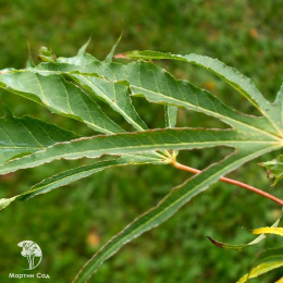  Клён остролистный Палдиски