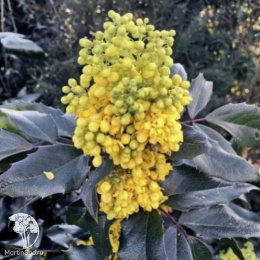 Магония Вагнера Фаерфлэйм