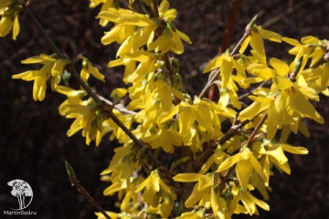 Фото Форзиция промежуточная Дансифлора на штамбе