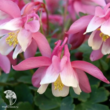 Фото Aquilegia flabellata Cameo Rose White Аквилегия вееровидная Камео Роуз Уайт