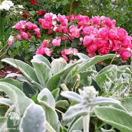 Роза флорибунда Анжела