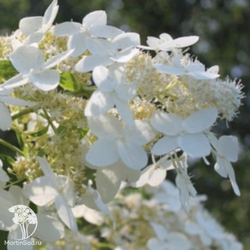 Фото Гортензия метельчатая Юник на штамбе