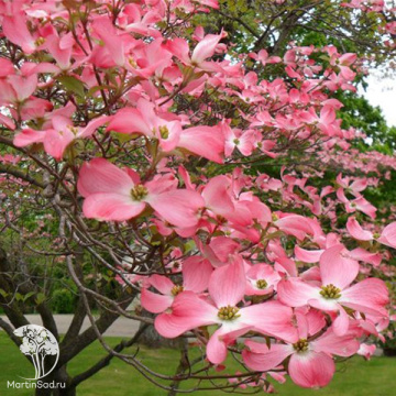 Фото Дёрен цветущий красный Рубра