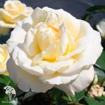 Фото Роза чайно-гибридная Ла Перла