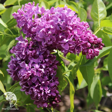 Фото Сирень Капитан Гастелло