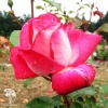 Роза чайно-гибридная Роза Гожар на штамбе фото 2 