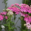 Achillea millefolium Pretty Belinda Тысячелистник обыкновенный Претти Белинда фото 1 