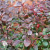 Барбарис Тунберга (Berberis thunbergii) фото 6 
