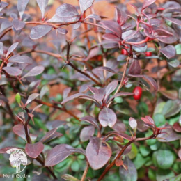 Барбарис Тунберга (Berberis thunbergii)