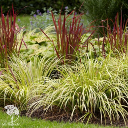 Аир злаковидный Аргентеостриатус