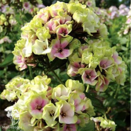 Флокс метельчатый Щербет Бленд