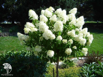 Фото Гортензия метельчатая Литл Лайм на штамбе