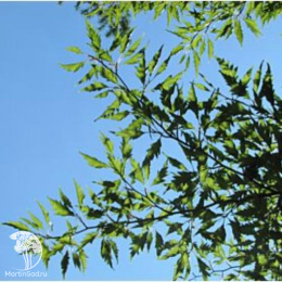 Бук лесной Инкиса