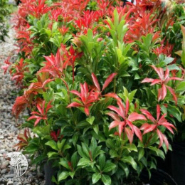 Пиерис японский Литл Ред