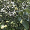 Яблоня Белый налив фото 5 