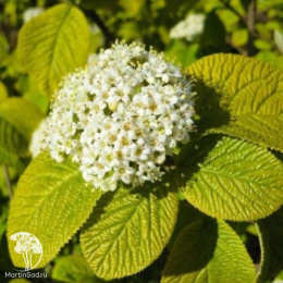 Калина гордовина Ауреа на штамбе