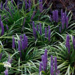Лириопе мускари Биг Блю