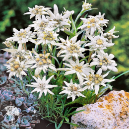 Эдельвейс Принцесса Альп