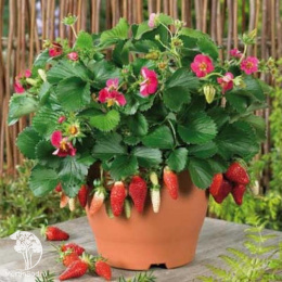 Земляника садовая Тоскана F1