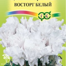 Цикламен махровый Восторг белый (серия Элитная клумба)