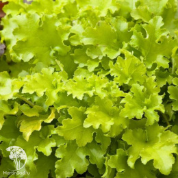  Гейхера гибридная Лайм Мармелад