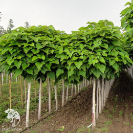 Катальпа Фаргеза формы Дюкло на штамбе