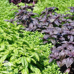 Базилик Смесь лучших сортов