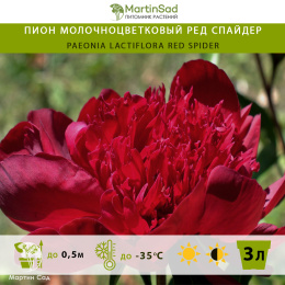 Пион молочноцветковый Ред Спайдер