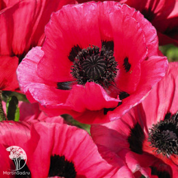 Мак восточный Распберри Квин