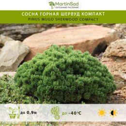 Сосна горная Шервуд Компакт