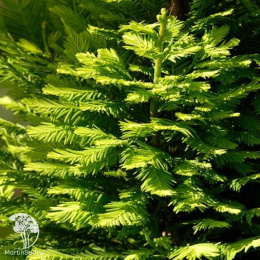 Таксодиум двурядный Пив Минарет