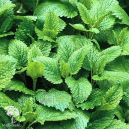 Мелисса лекарственная Кадриль