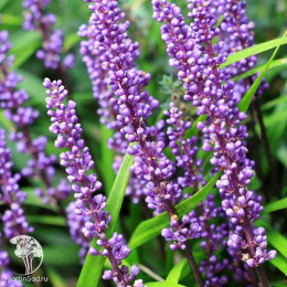 Лириопе мускари Биг Блю