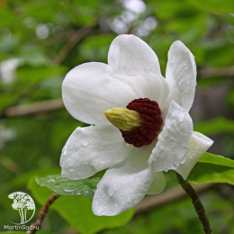 Магнолия Зибольда