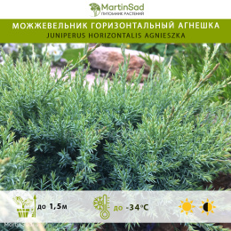 Можжевельник горизонтальный Агнешка