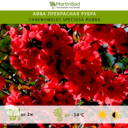 Айва прекрасная Рубра