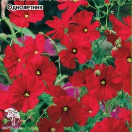 Гипсофила изящная Валентинка Уд. с.