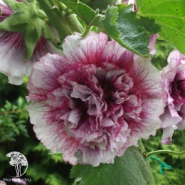 Мальва (Шток-роза) Крим де Кассис