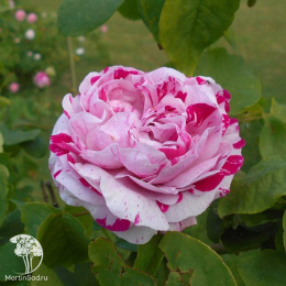 Роза Вариегата ди Болонья