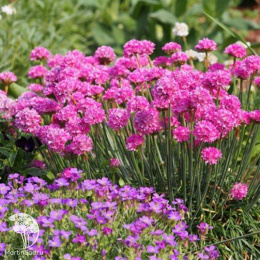 Армерия Элегия (приморская, лилово-розовая) Евро