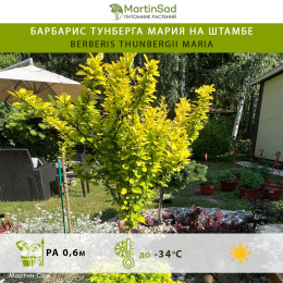 Барбарис тунберга Мария на штамбе