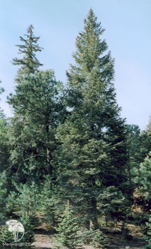 Фото Ель Чихуахуана