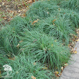 Осока сизая