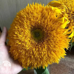 Подсолнечник однолетний декоративный Дабл Делайт F1