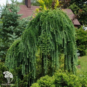 Фото Лиственница опадающая Пётр Карски на штамбе
