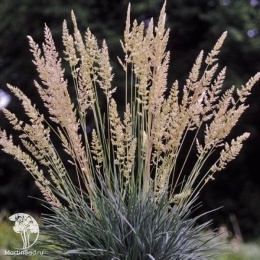 Koeleria glauca Coolio Коелерия сизая Кулио