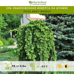 Ель обыкновенная Инверса на штамбе