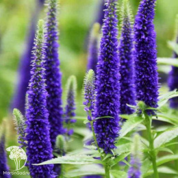 Вероника гибридная Фёрст Глори